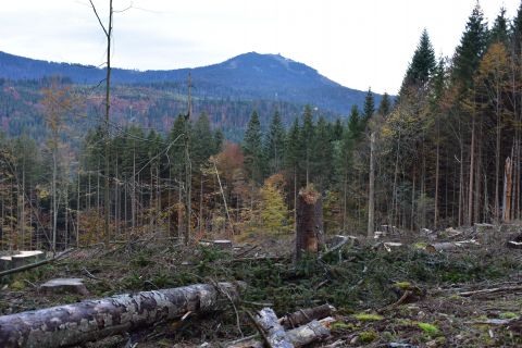 Spracovávanie kalamity v Bavorskom lese v roku 2019
