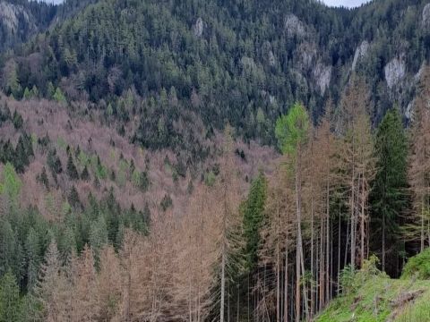 Foto: Ing. Cyril Bábeľa st. 