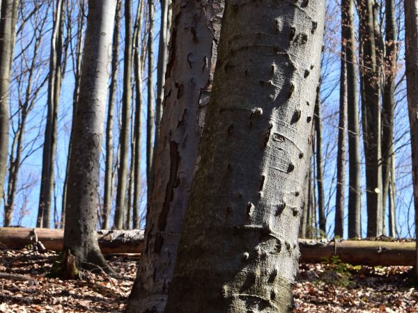 Bučina napadnutá lykožrútom bukovým 