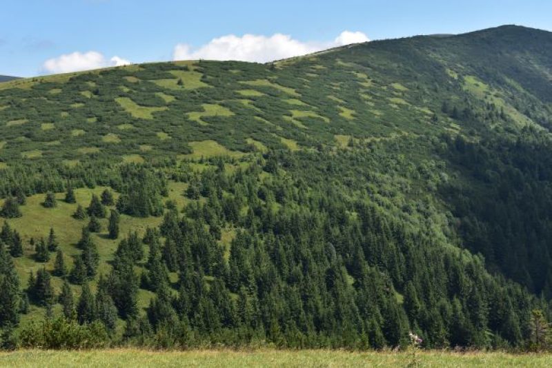 Šachovnicové zalesnenie svahov Veľkej Fatry kosodrevinou minimalizuje lavínové nebezpečenstvo 