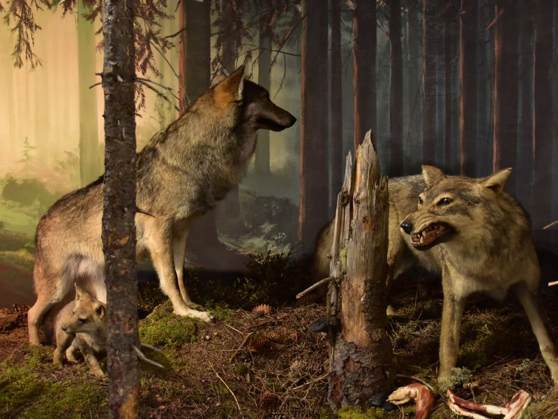 Dioráma s vlkmi v Múzeu TANAP-u v Tatranskej Lomnici