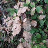 Opadnut&eacute; such&eacute; bukov&eacute; l&iacute;stie 