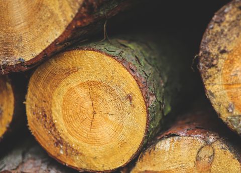 Štátne lesy budú obchodovať s drevom po novom