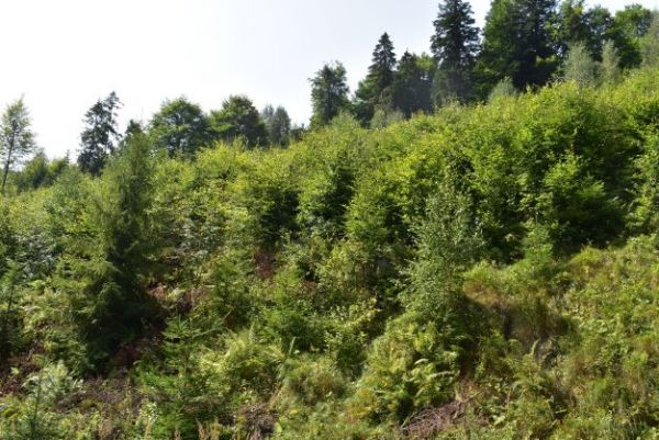 Ilustračné foto: Jozef Marko 