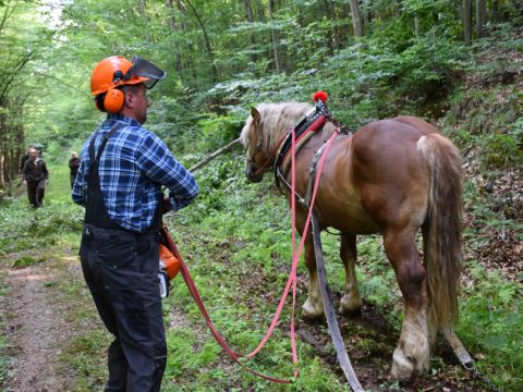 Zdroj: Internetová stránka LESY SR 