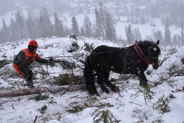 Práca lesného robotníka je mimoriadne náročná 