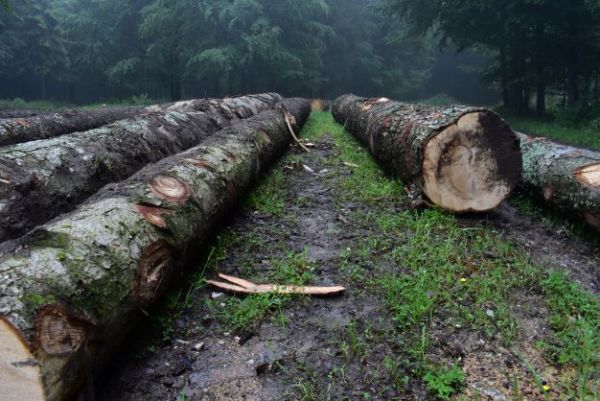 Ilustračn&eacute; foto Jozef Marko