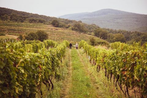 Vinohrady v okolí Modry 