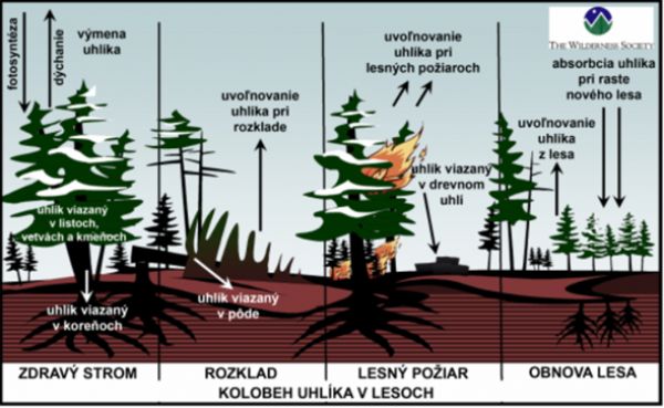 Obrázok č. 2 Kolobeh oxidu uhličitého 