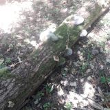 Ilustračn&eacute; foto: Ing. Du&scaron;an Miku&scaron; 