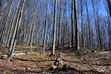 Bukov&eacute; porasty na LPM Ulič