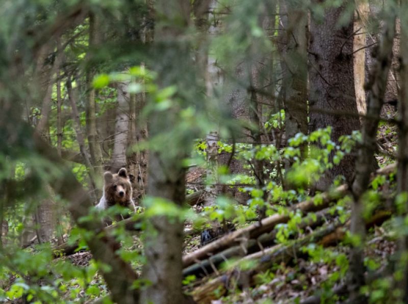 Fotografia medveďa od Michala Kov&aacute;ča