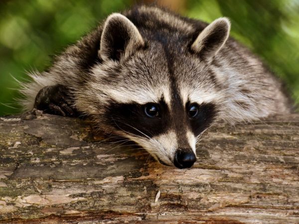 Medvedík čistotný 