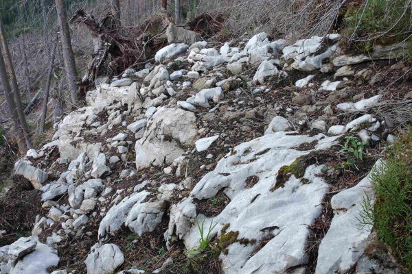 Na tieto miesta v Javorovej doline, ktoré vznikli v dôsledku bezzásahového režimu, sa les už nikdy nevráti 