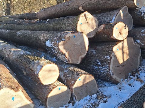 Ilustračné foto: LESY SR na Drevmag.com 