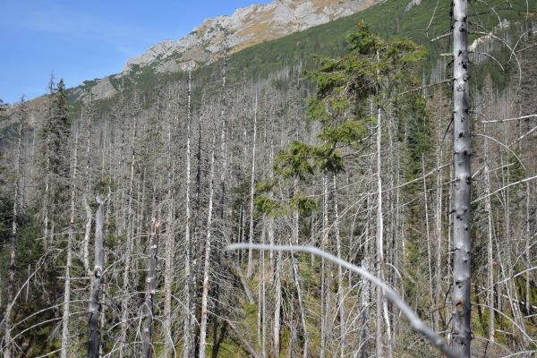 Cintor&iacute;n stromov v Bielovodskej doline v TANAP-e