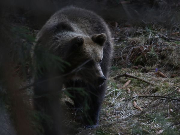 Ilustračné foto: Ing. Pavol Lenko 