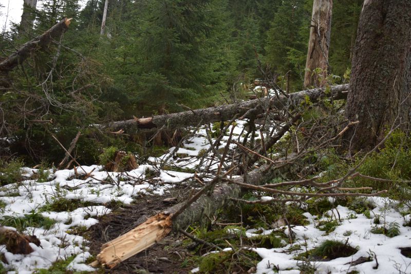 Padnuté sucháre na turistickom chodníku v Javorovej doline