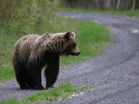 Ilustračné foto: Ing. Pavol Lenko 