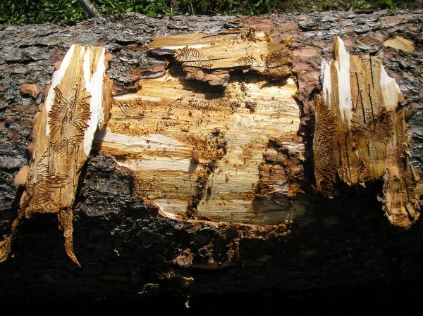 Zdroj: Internetová stránka LESY SR 