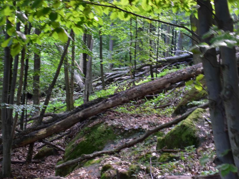 Ilustračn&eacute; foto: Jozef Marko 