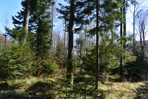 Ukážka lesných porastov na LPM Ulič a v NP Poloniny