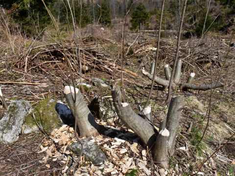 Pozostatky po činnosti bobra 