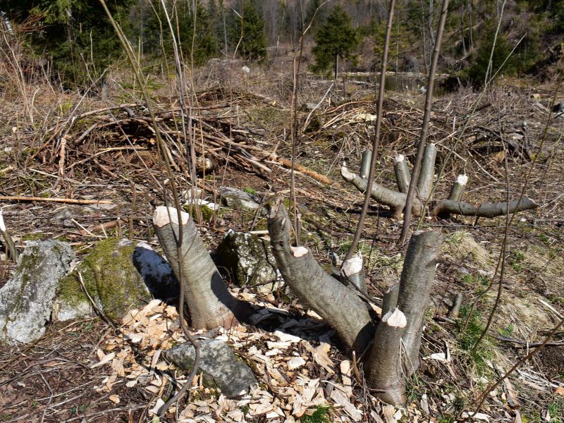 Pozostatky po činnosti bobra 