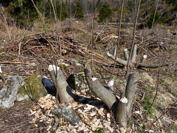 Pozostatky po činnosti bobra 