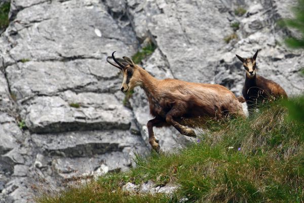 Kamzíky na fotografii Marcela Tobisa