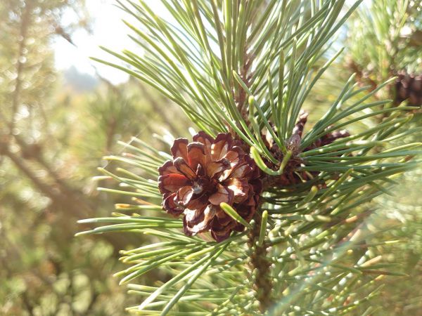 Ilustračn&eacute; foto: arch&iacute;v Lesmedium.sk