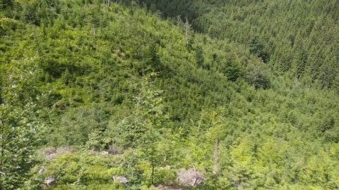 Zalesnená kalamitná plocha na OZ Liptovský Hrádok 