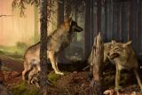 Dior&aacute;ma s vlkmi v M&uacute;zeu TANAP-u v Tatranskej Lomnici