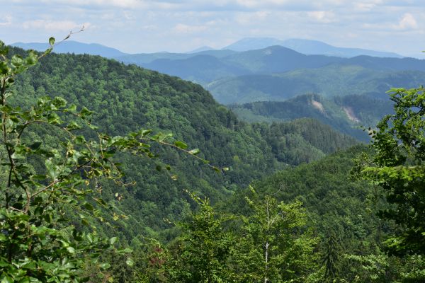 Mestské lesy Banská Bystrica