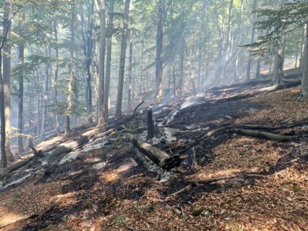 Ilustračné foto: Mestské lesy Košice, a. s. 