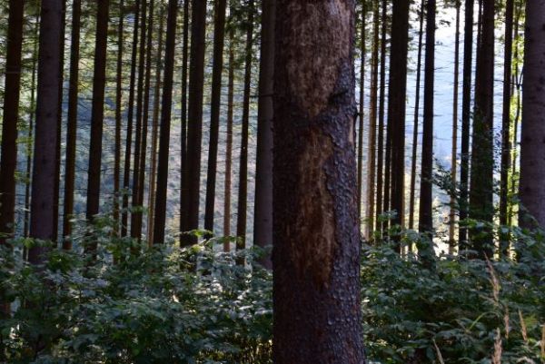 Ilustračné foto: Jozef Marko 