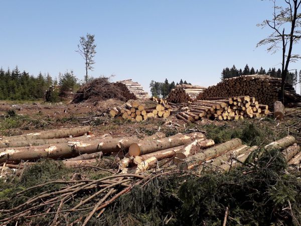 Uk&aacute;žka spracovania podk&ocirc;rnikovej kalamity na Libave na severnej Morave z roku 2018