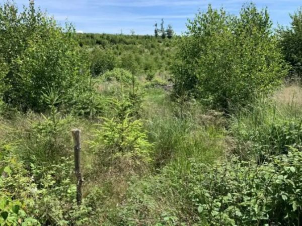 Obnovená kalamitná plocha prirodzenou obnovou, doplnenou umelou výsadbou 