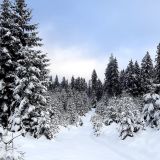 Smrečiny na Mur&aacute;nskej planine, obhospodarovan&eacute; miestnymi lesn&iacute;kmi 