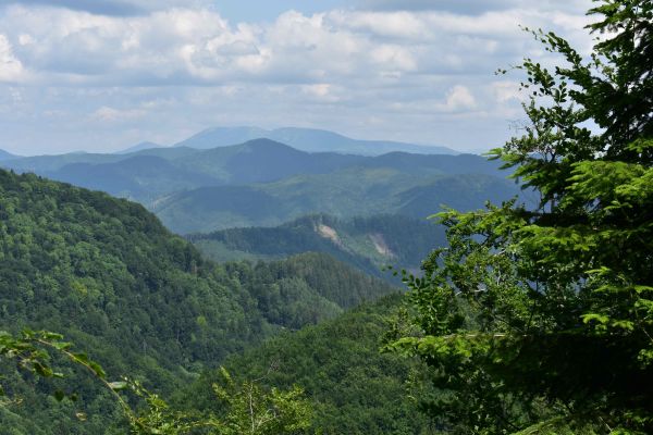 Porasty v Mestských lesoch Banská Bystrica  