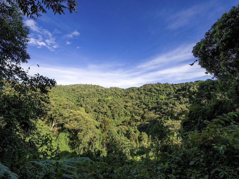 Tropický prales v Ugande 