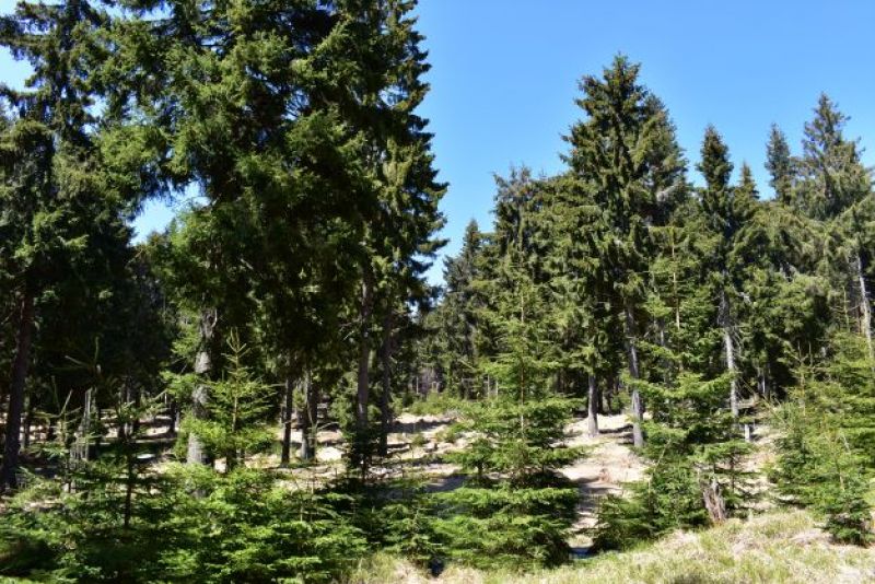 Lesné porasty citlivo obnovované mestskými lesníkmi z Kremnice, v ktorých sa darí aj hlucháňovi hôrnemu 