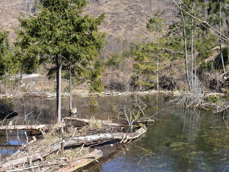 Jedna z hrádzí postavených bobrami v Javorovej doline 