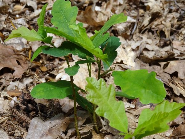 Dubové semenáčiky 