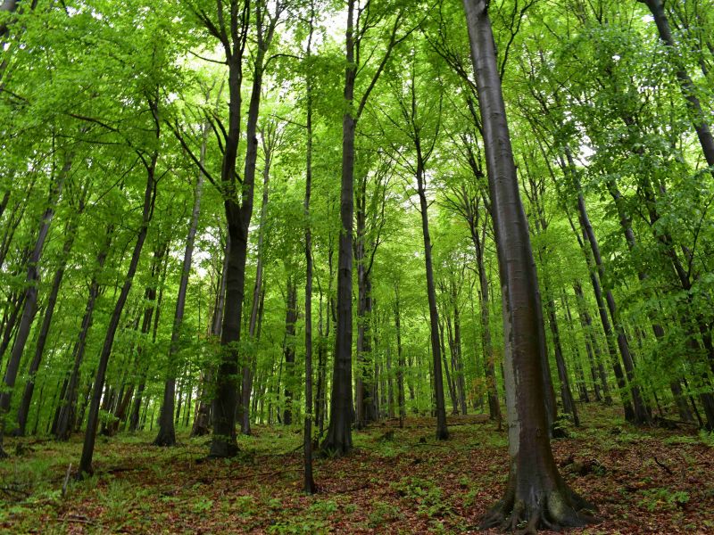 Akademie věd ČR: Buky využívajú pôdnu vodu menej hospodárne ako smreky, bukové lesy vysušujú pôdu viac ako smrečiny