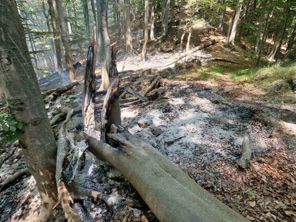 Ilustračné foto: archív Lesmedium.sk 