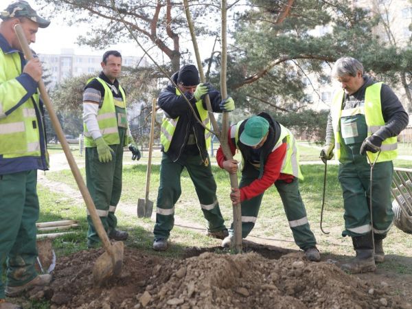 Zdroj: FB stránka Správy mestskej zelene v Košiciach 
