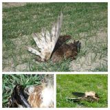 Otr&aacute;ven&eacute; drav&eacute; vt&aacute;ky 