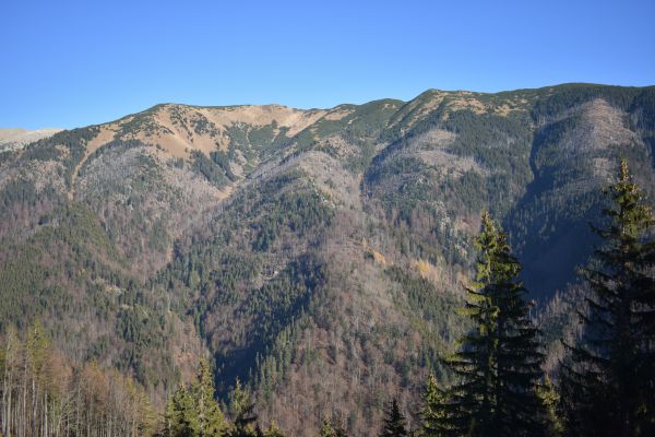 Podkôrnikom napadnuté smrečiny ponechané rozhodnutím ochranárom svojmu osudu v Nízkych Tatrách