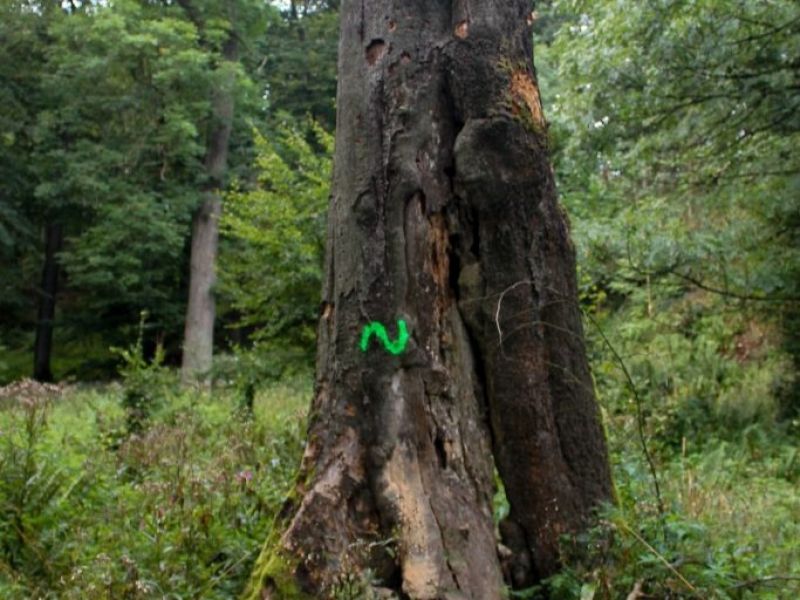 Vyznačený biotopový strom 